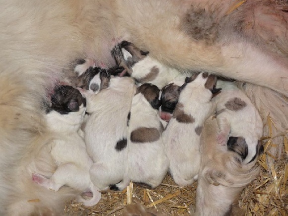 de la bande à Gro - Des chiens de protection