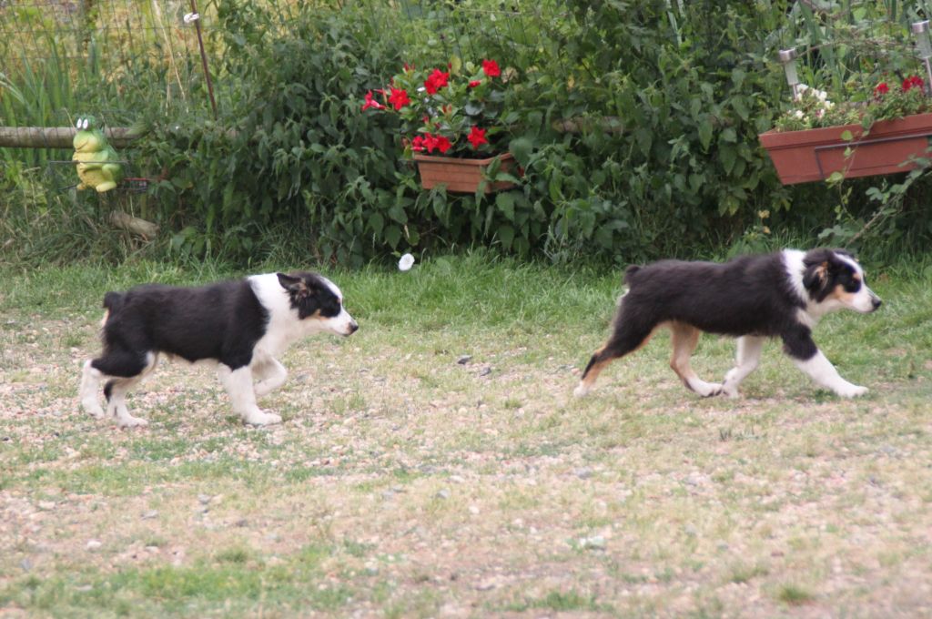 Chiot Berger Américain Miniature  de la bande à Gro