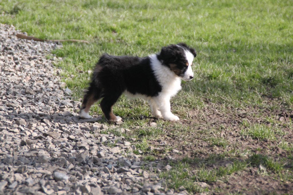 de la bande à Gro - Chiots disponibles - Berger Américain Miniature 