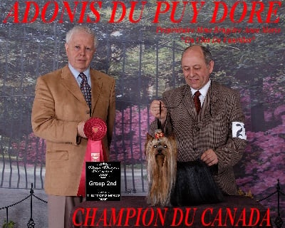 du clos de faurilles - adonis du puy  doré champion du canada