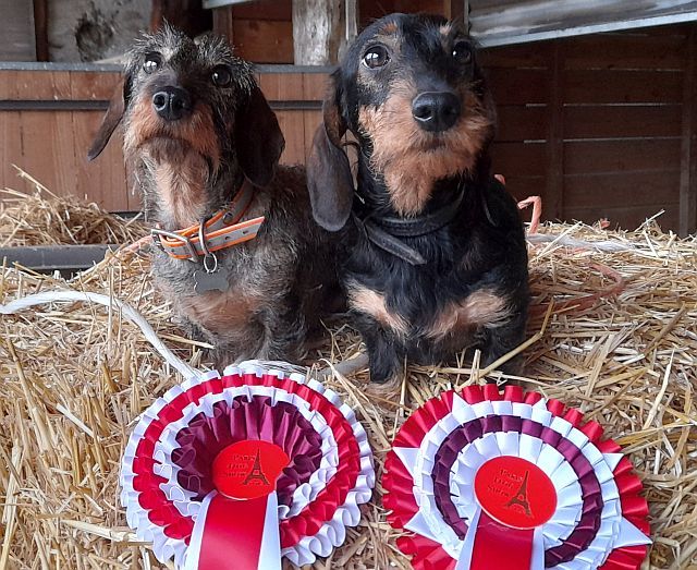 des coeurs fideles du val - PARIS DOG SHOW 7 ET 8 JANVIER 2023