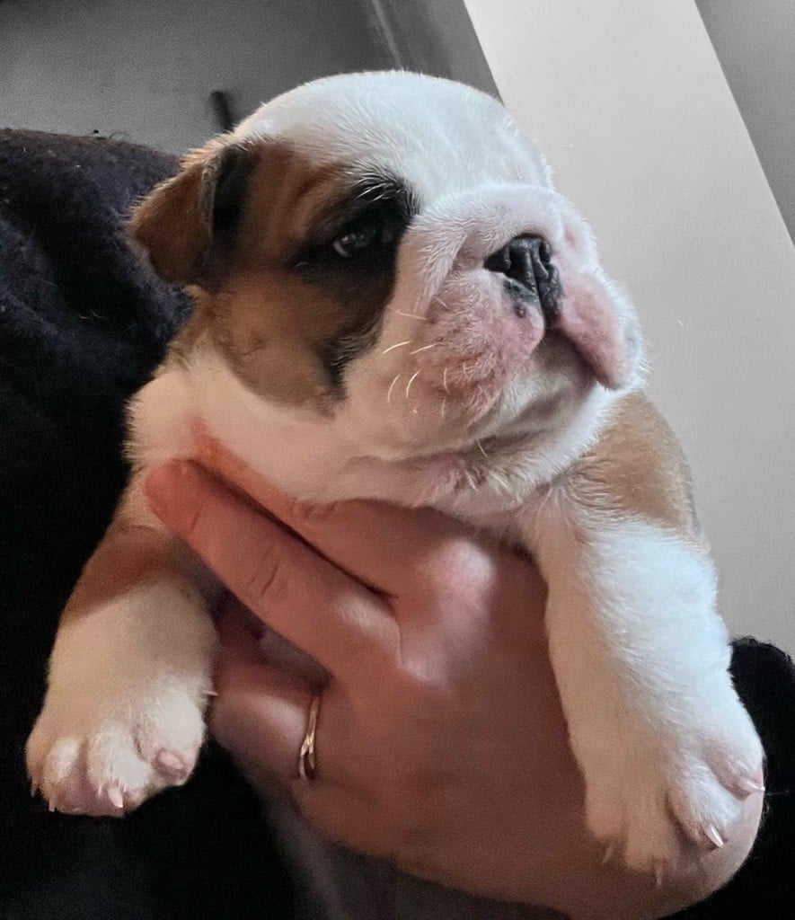 New Soul - Chiots disponibles - Bulldog Anglais