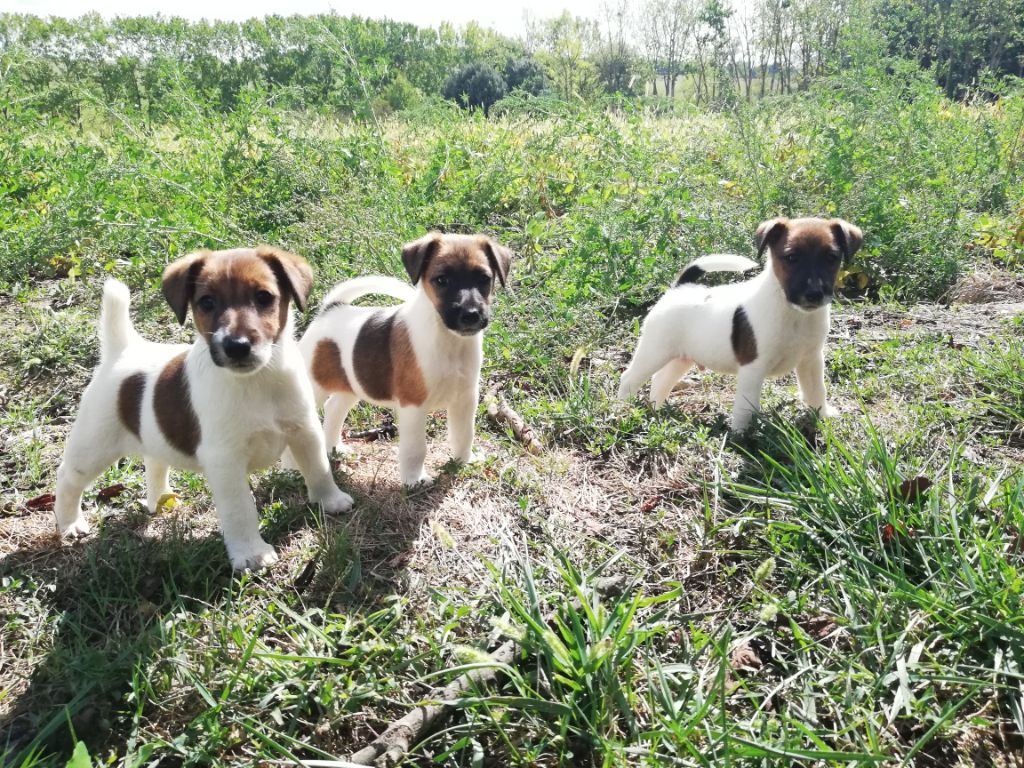 des Liens du Feu - Fox Terrier Poil lisse - Portée née le 09/08/2020