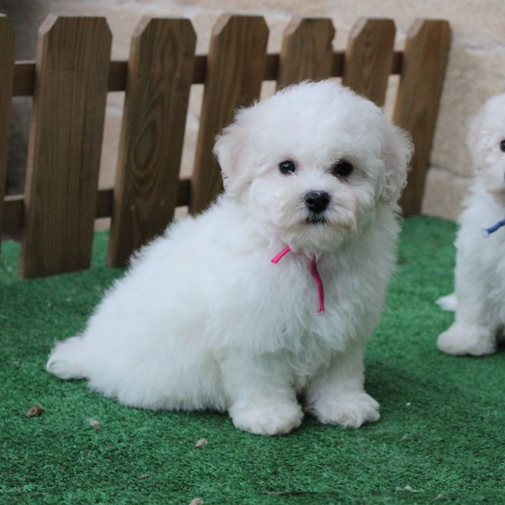 des portes de Hanau - Chiots disponibles - Bichon Frise