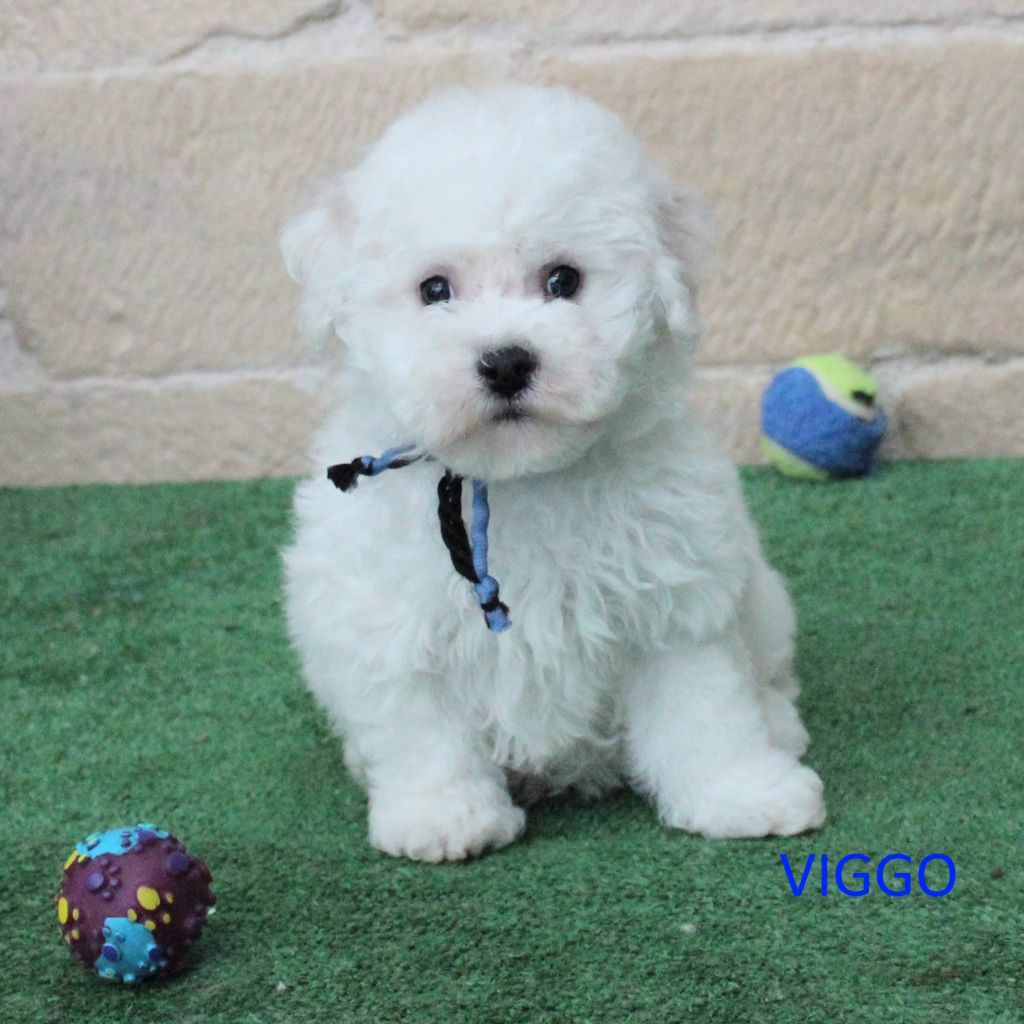 des portes de Hanau - Chiots disponibles - Bichon Frise