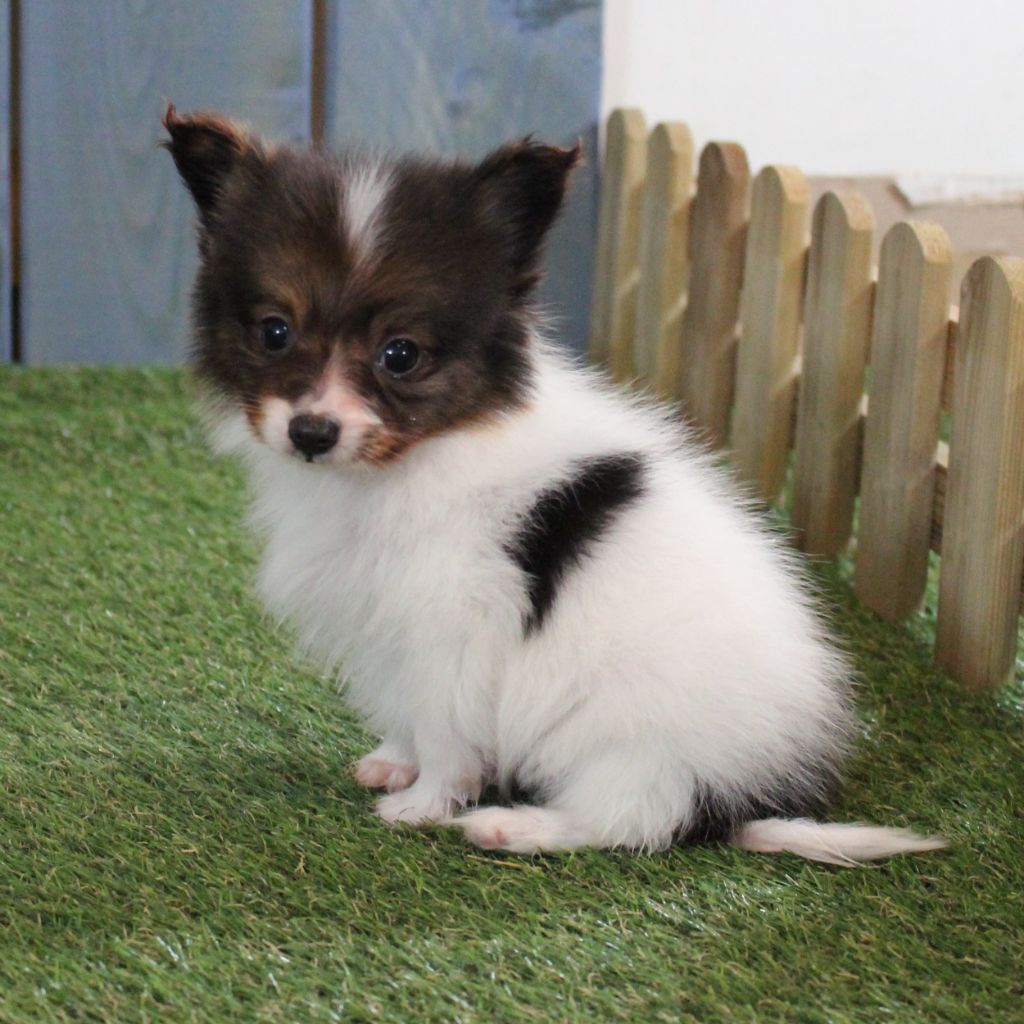 des portes de Hanau - Chiots disponibles - Epagneul nain Continental (Papillon)