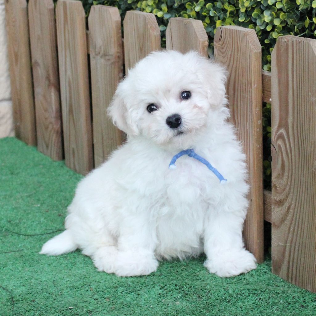 des portes de Hanau - Chiots disponibles - Bichon Frise