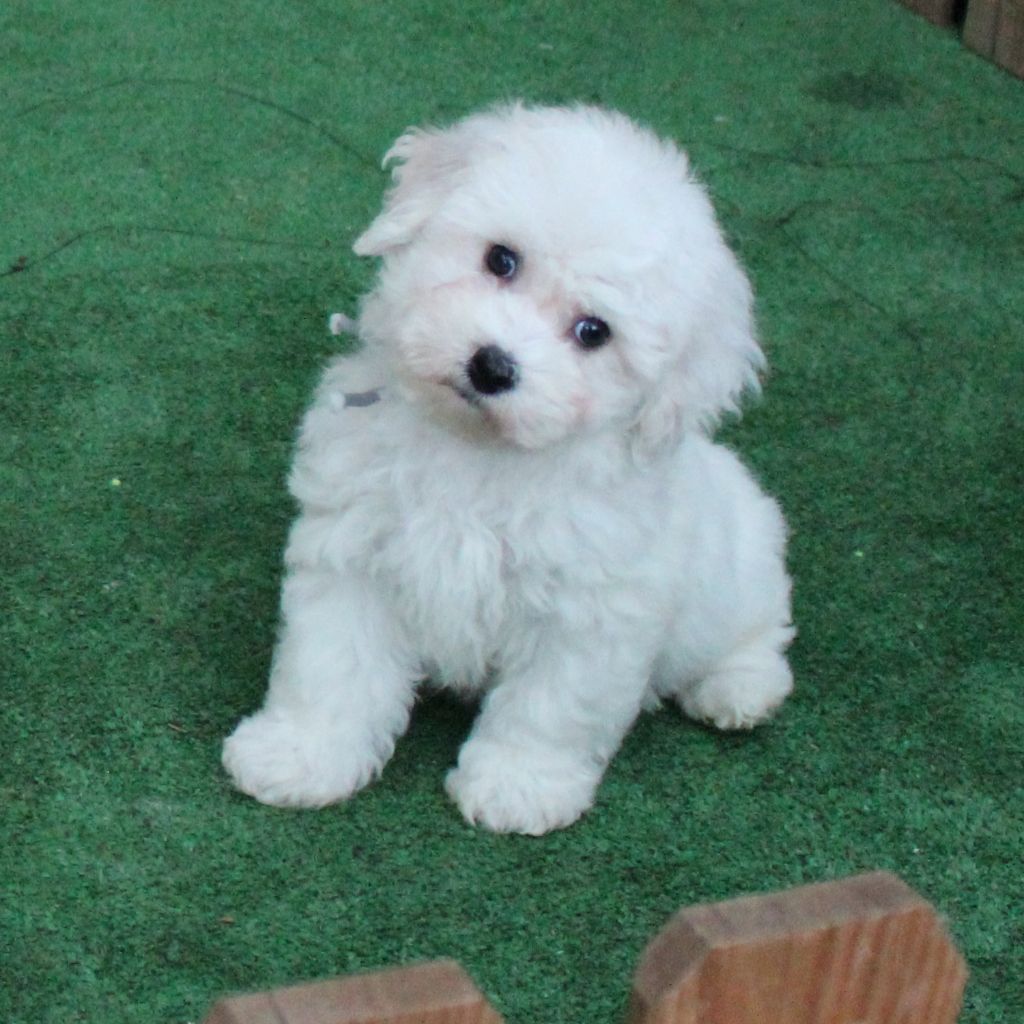 des portes de Hanau - Chiots disponibles - Bichon Frise