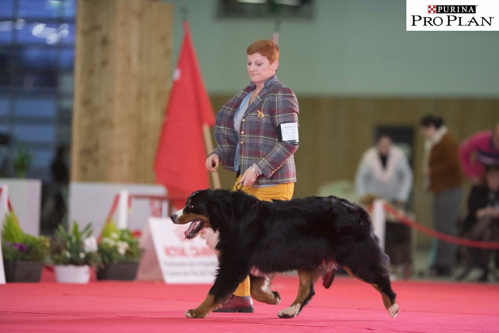 du roi des lacs - PARIS DOG SHOW