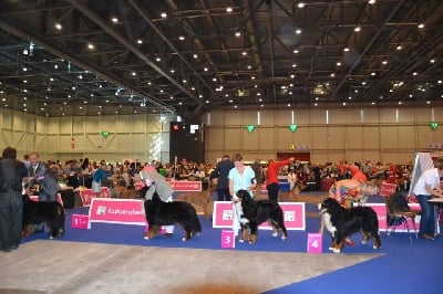 du roi des lacs - EUROPEAN  DOG SHOW  2013