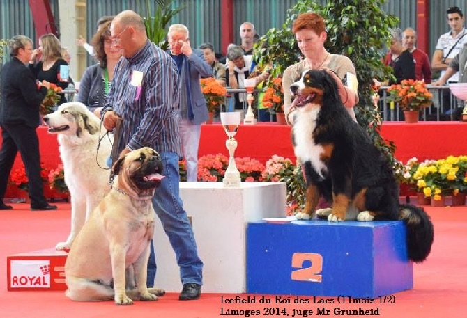 du roi des lacs - 92ème EXPOSITION CANINE INTERNATIONALE LIMOGES