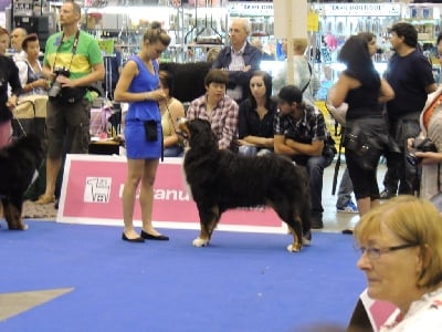 du roi des lacs - EUROPEAN  DOG SHOW  2013