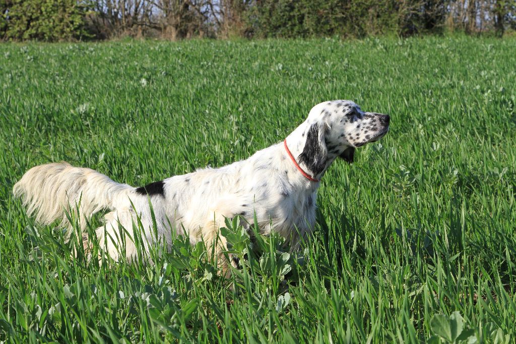 Du sentier des lutins - FIELD TRIAL DE PRINTEMPS 2024