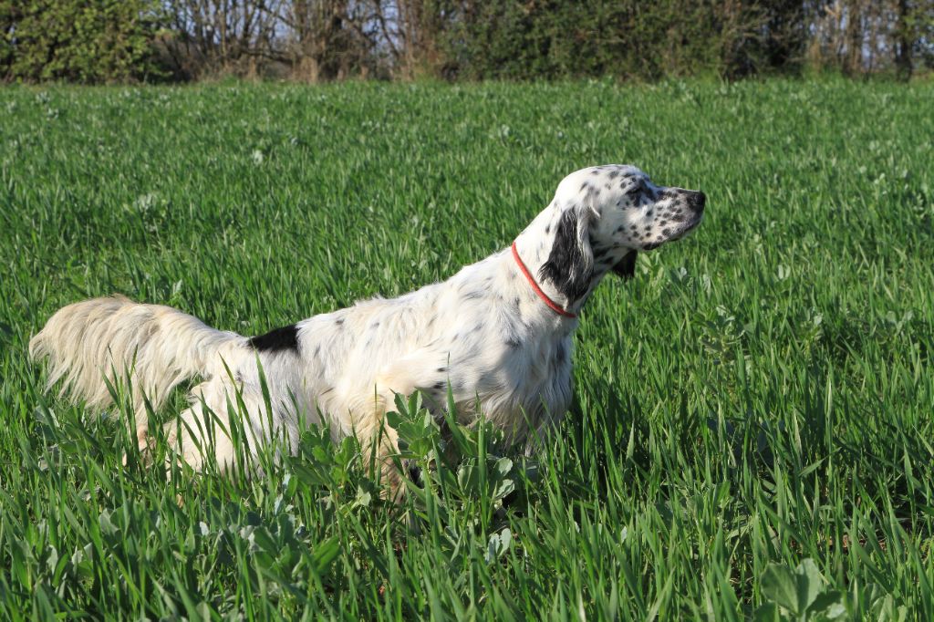 Du sentier des lutins - FIELDS TRIAL DE PRINTEMPS 2023