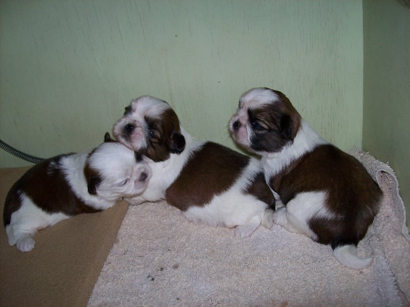 Le palais de bhagavan - Shih Tzu - Portée née le 04/07/2010