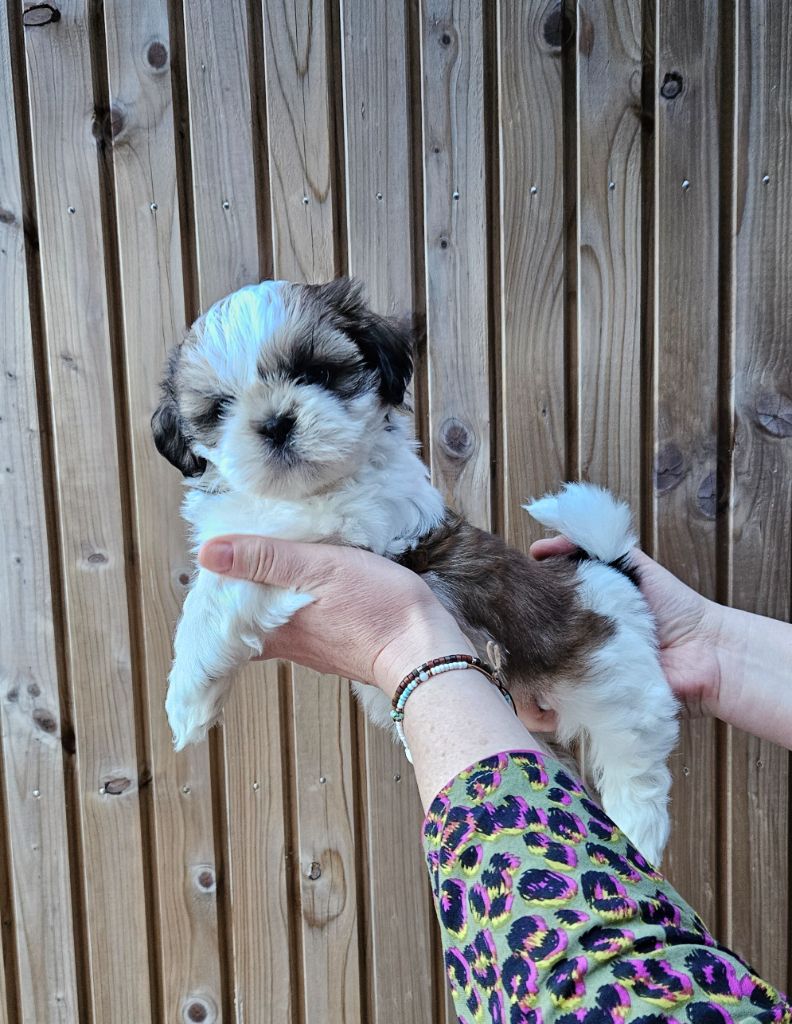 Le palais de bhagavan - Chiots disponibles - Shih Tzu