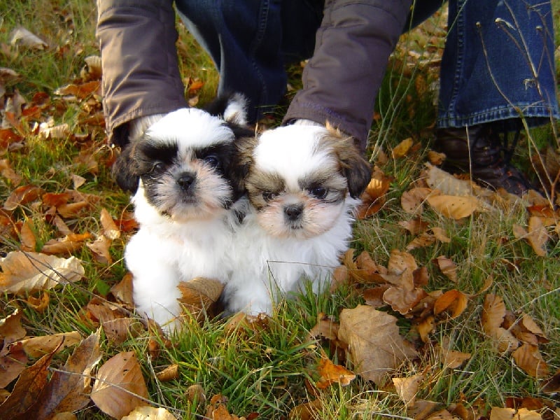 Le palais de bhagavan - Shih Tzu - Portée née le 17/09/2007