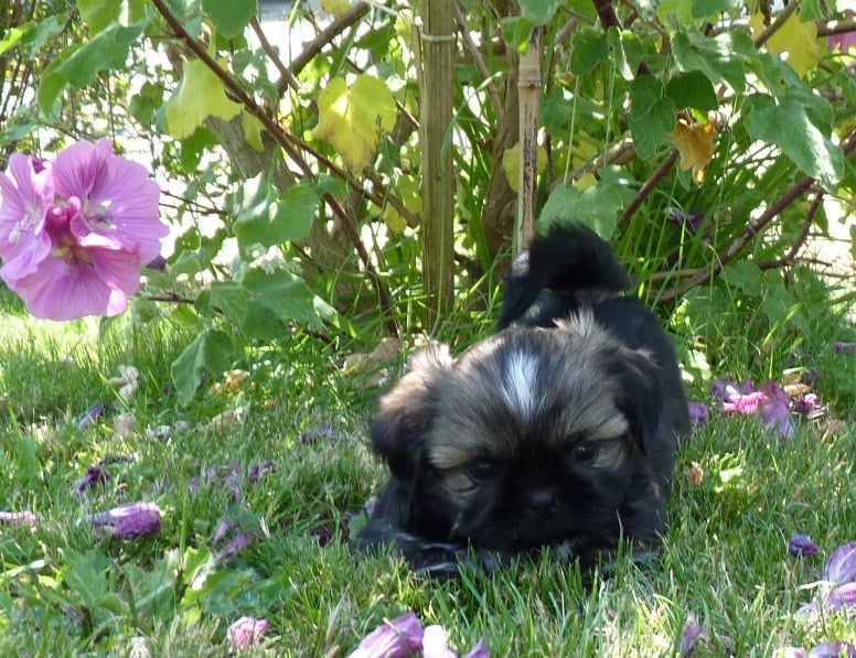 Le palais de bhagavan - Shih Tzu - Portée née le 28/05/2013