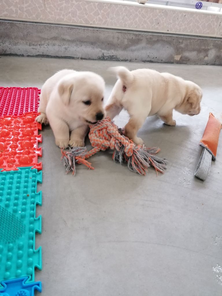 Chiot Labrador Retriever D'Arguiller D'Anjou