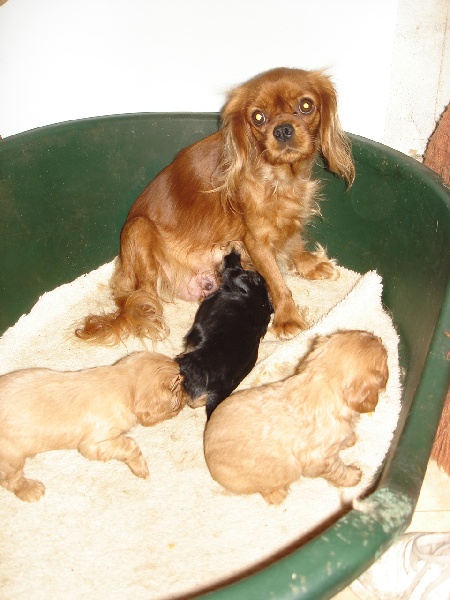 des Anges de L'Ardilliere - Cavalier King Charles Spaniel - Portée née le 19/10/2008