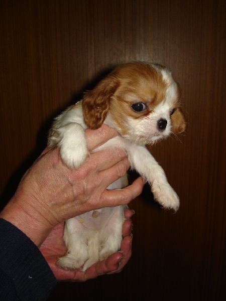 des Anges de L'Ardilliere - Cavalier King Charles Spaniel - Portée née le 29/09/2008