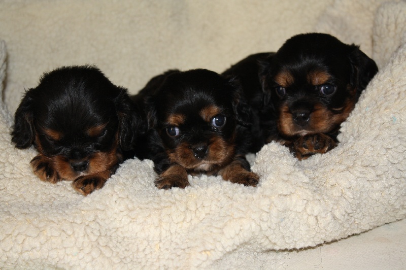 des Anges de L'Ardilliere - Cavalier King Charles Spaniel - Portée née le 17/12/2010