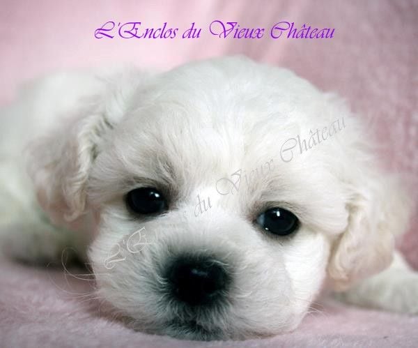 de l'enclos du vieux chateau - Chiots Bichons Frisés sont à réserver 