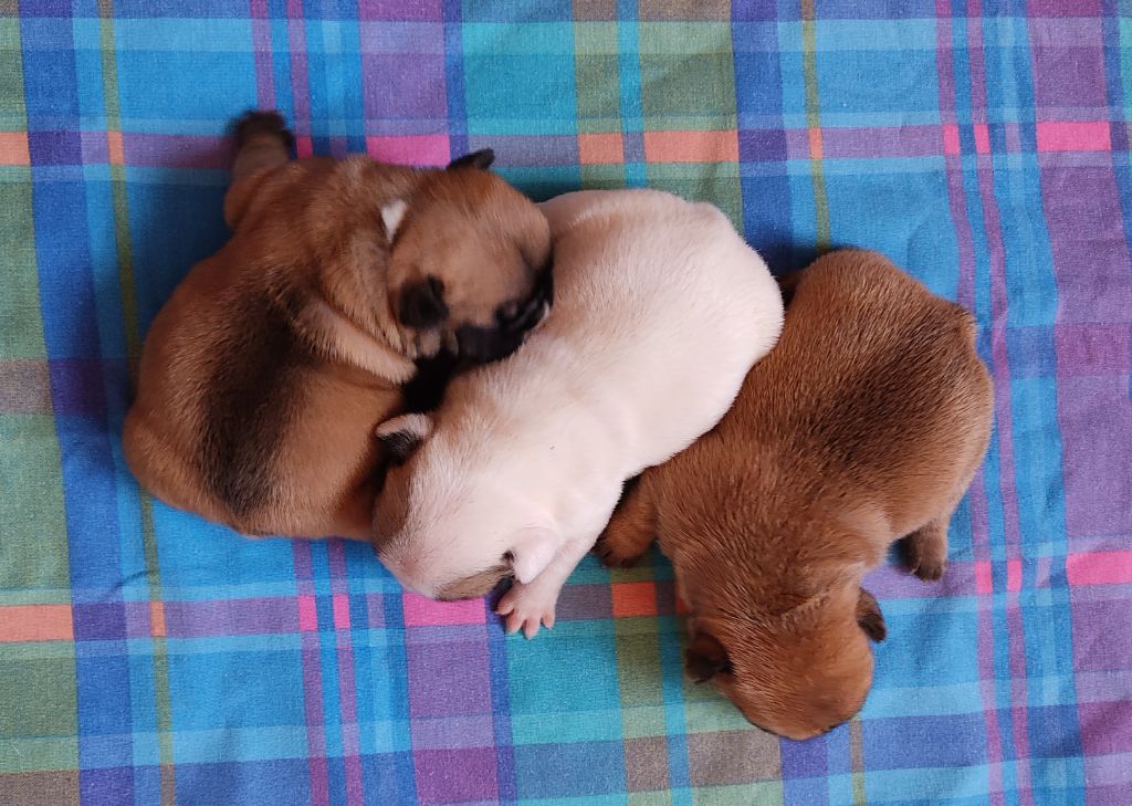 Chiot Bouledogue français Tous les matins du monde