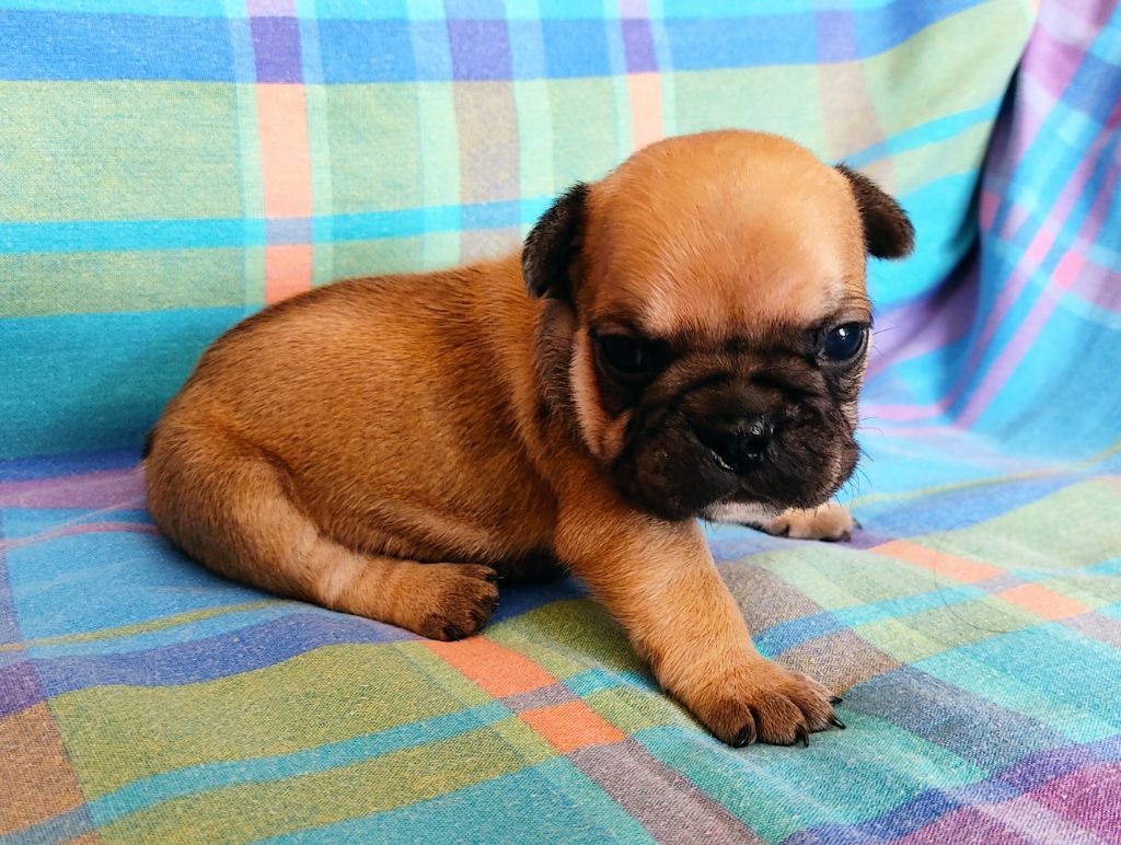 Tous les matins du monde - Chiots disponibles - Bouledogue français