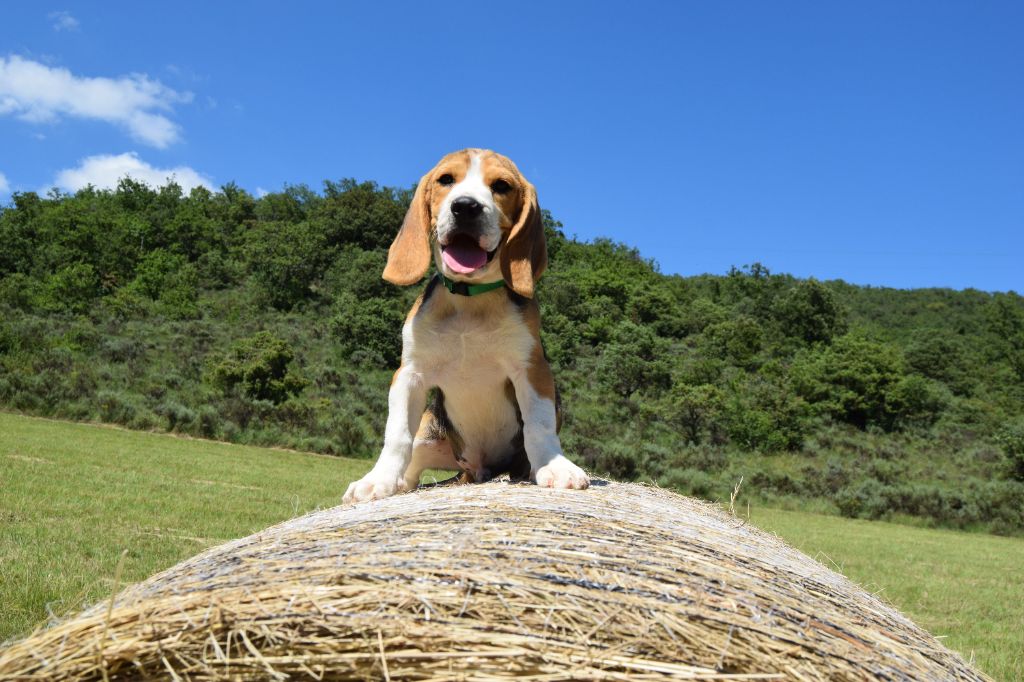 Chiot Beagle Bcbg Belle Carrure Belle Gueule