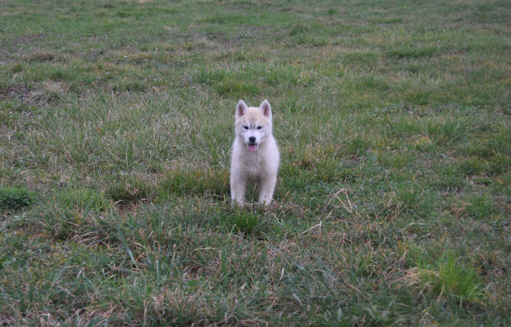 Bcbg Belle Carrure Belle Gueule - Chiots disponibles - Siberian Husky