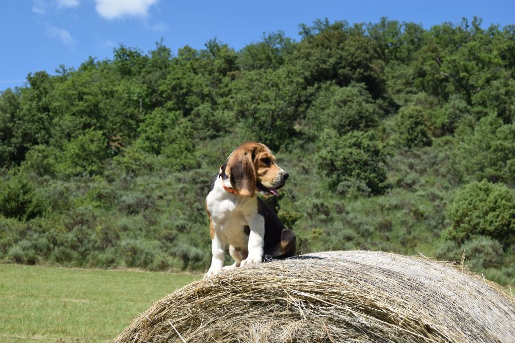 Bcbg Belle Carrure Belle Gueule - Chiots disponibles - Beagle