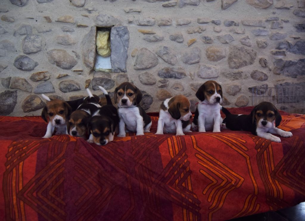 Chiot Beagle Bcbg Belle Carrure Belle Gueule