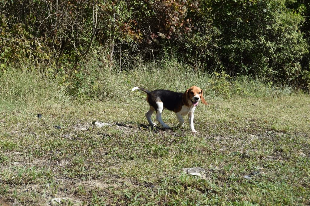 Chiot Beagle Bcbg Belle Carrure Belle Gueule