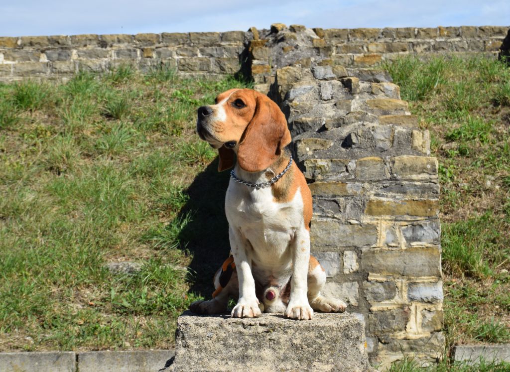 Bcbg Belle Carrure Belle Gueule - Chiots disponibles - Beagle