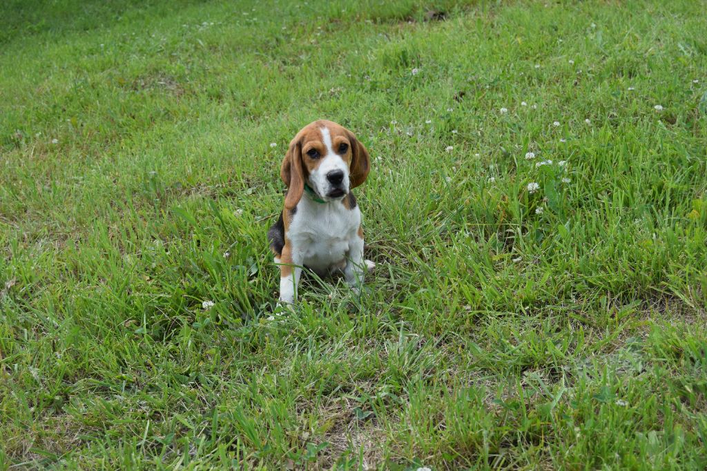 Bcbg Belle Carrure Belle Gueule - Chiots disponibles - Beagle