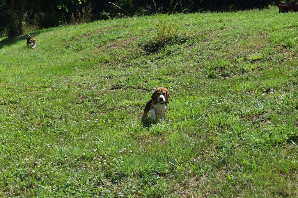 Bcbg Belle Carrure Belle Gueule - Chiots disponibles - Beagle