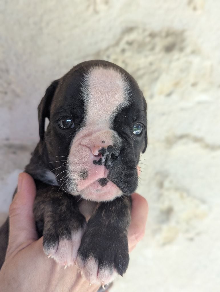 de Bellemanie - Chiots disponibles - Boxer