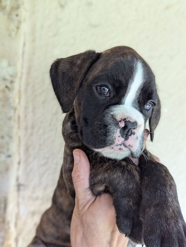 de Bellemanie - Chiots disponibles - Boxer