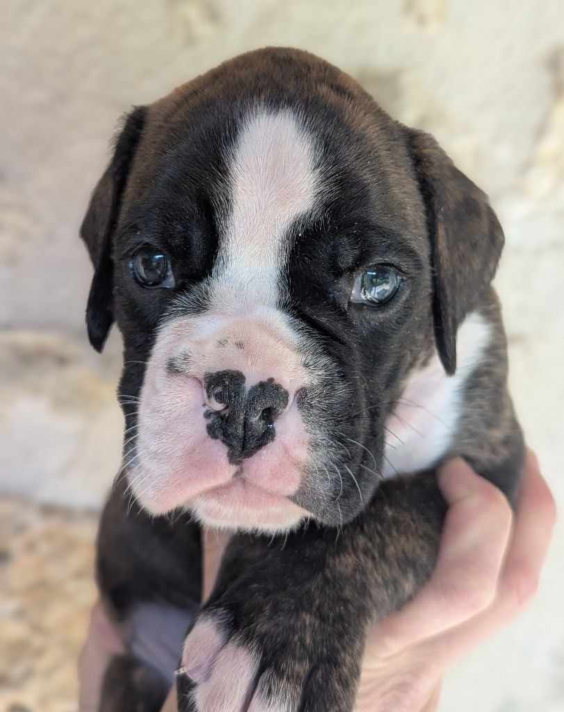 de Bellemanie - Chiots disponibles - Boxer