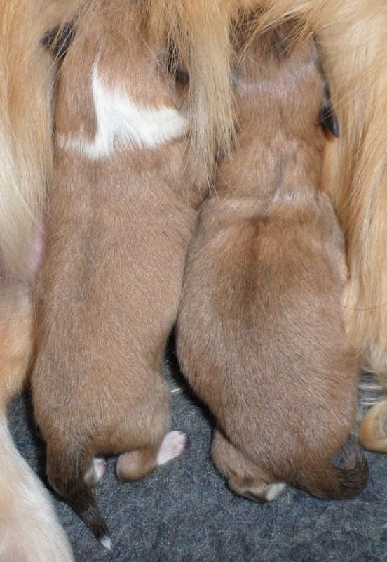 Deux adorables bébés fauves (un mâle et une femelle) !