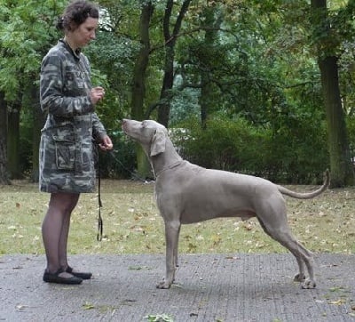 des Guerriers D'Argent - World dog show 2009