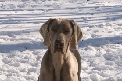 des Guerriers D'Argent - Vive la neige !!!