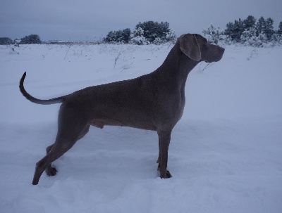 des Guerriers D'Argent - Champ & Snow...