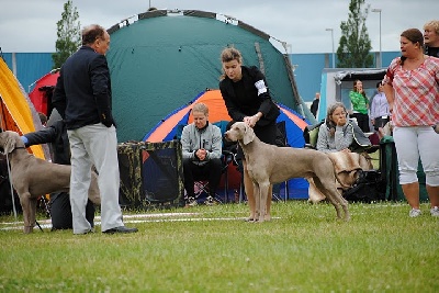 des Guerriers D'Argent - World Dog Show 2010