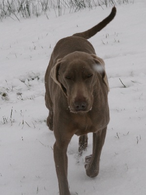 des Guerriers D'Argent - Jour de neige...