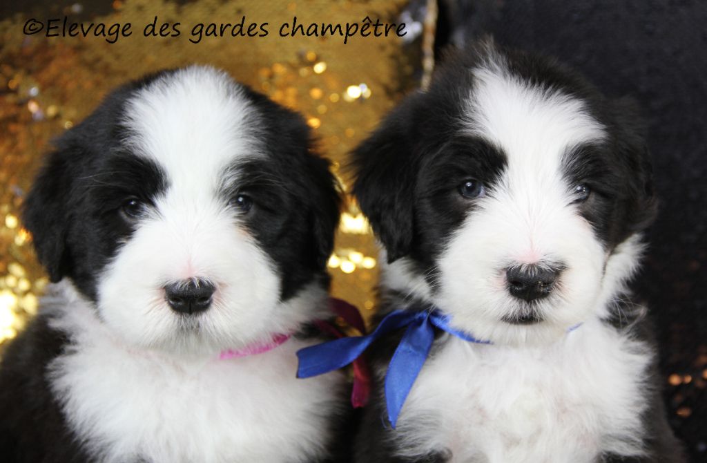 Des gardes champetres - Bearded Collie - Portée née le 16/12/2019