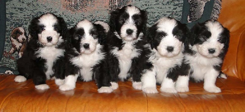 Des gardes champetres - Bearded Collie - Portée née le 02/12/2010