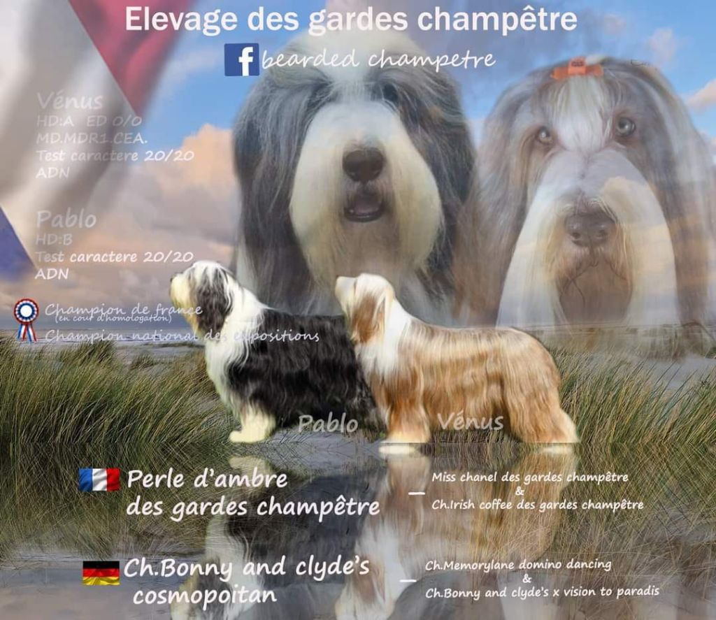 Des gardes champetres - Bearded Collie - Portée née le 22/02/2024