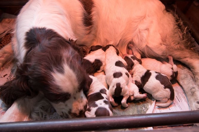 De maurin - Bébés de GaitaGitana et Hirus du Marais de Saintonge sont nés